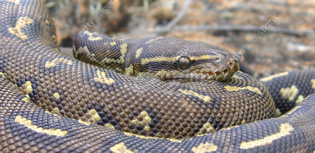 Anolan Python Python anchietae (with common names Angolan python and Anchieta's dwarf ...