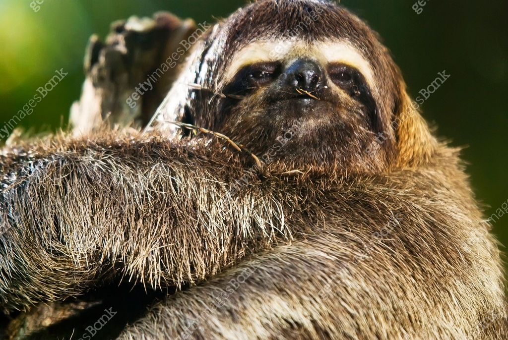 Common Sloth (Bradypus variegatus) | Brown-throated sloth 이미지 ...