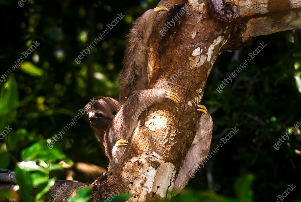 Common Sloth (Bradypus variegatus) | Brown-throated sloth 이미지 ...