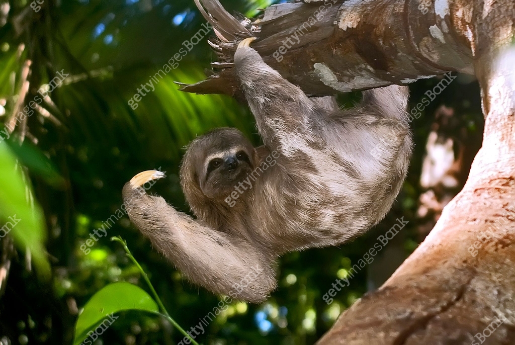 Common Sloth (Bradypus variegatus) | Brown-throated sloth 이미지 ...