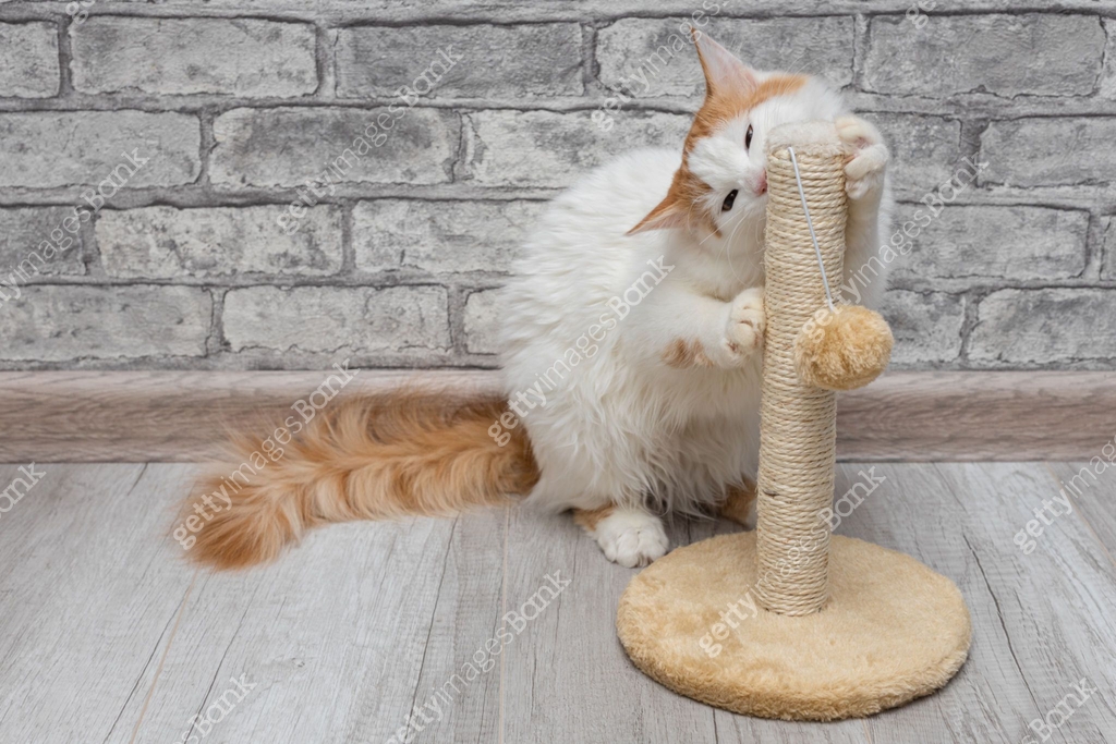 cat sharpens its claws on a scratching post 이미지 (1455500495) - 게티이미지뱅크