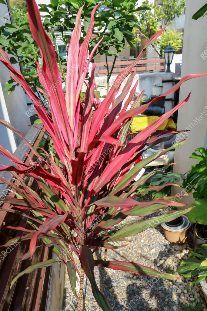 Colorful Cordyline Leaves cordyline Terminalis Cv Aichiaka Or colorful-cordyline-leaves-cordyline-terminalis-cv-aichiaka-or