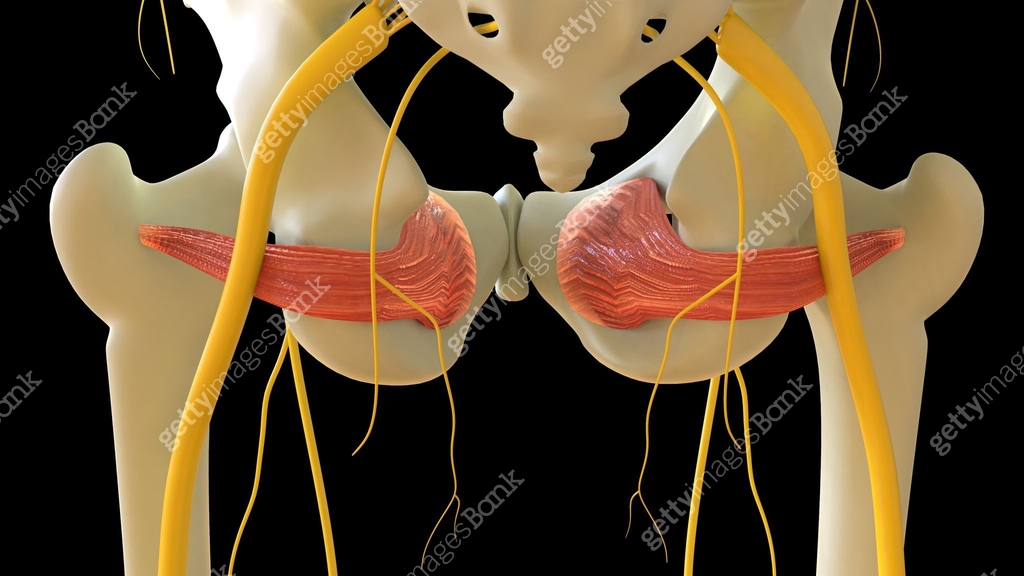 Internus Obturator Internus Muscle anatomy for medical concept 3D rendering 이미지 ...