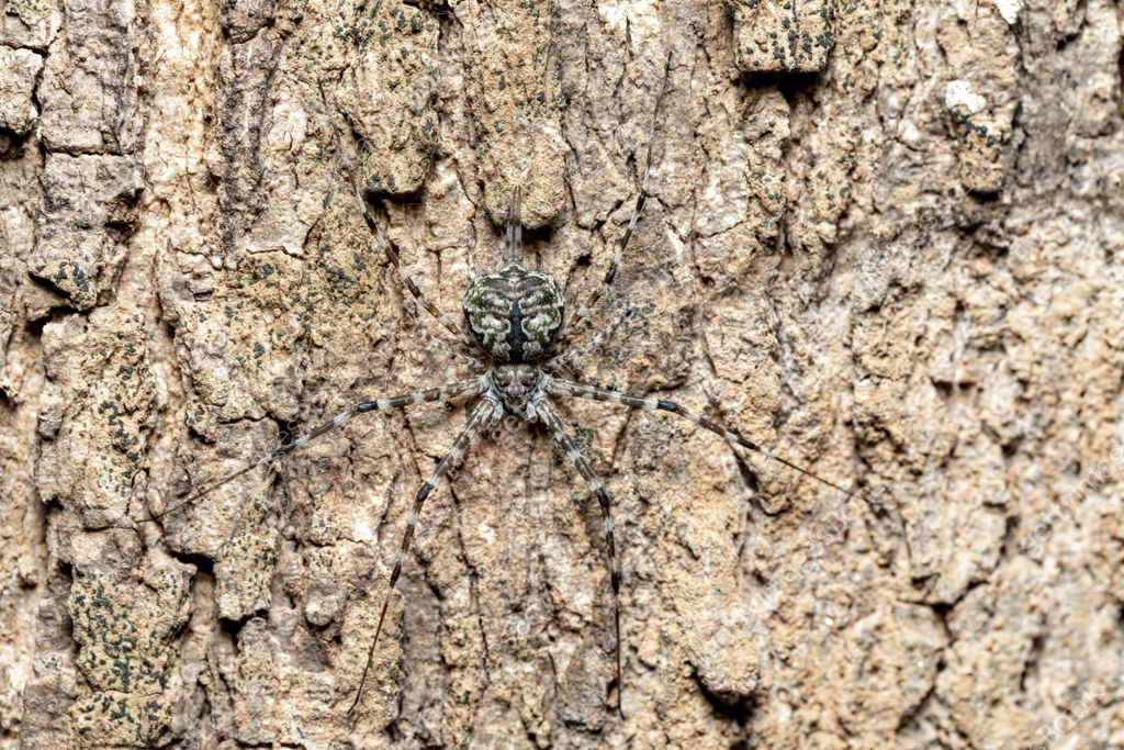 Spider Tree Ut Two-Tailed Spider, Tree trunk spider, Long-spinnered Bark Spider ...