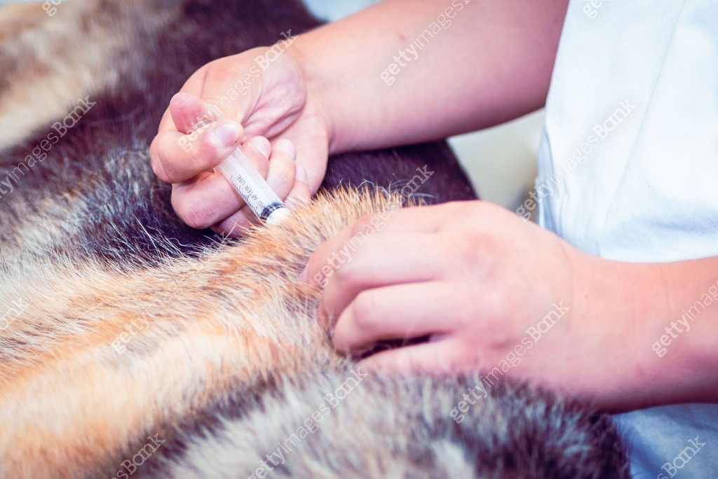 Veterinarian doctor giving injection to dog in the clinic.The vet gives ...