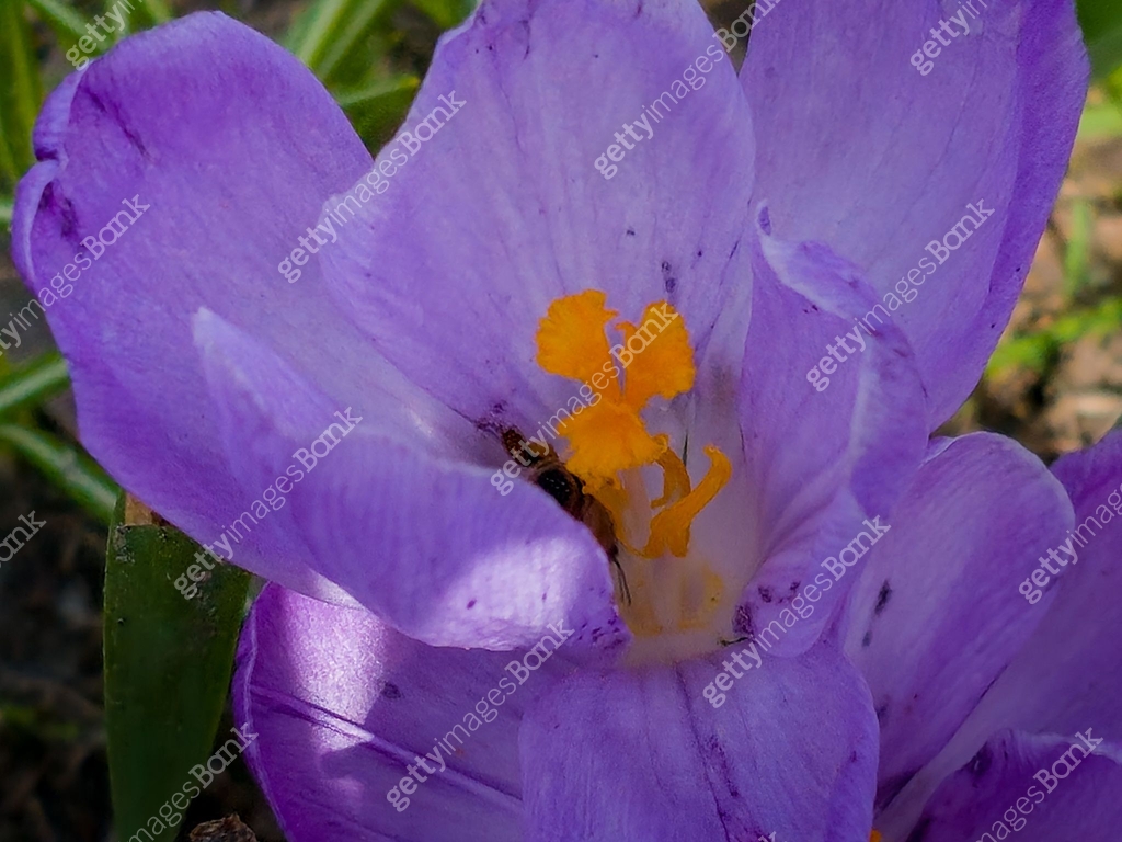A bumblebee collects pollen from a crocus flower in early spring. 이미지 ...