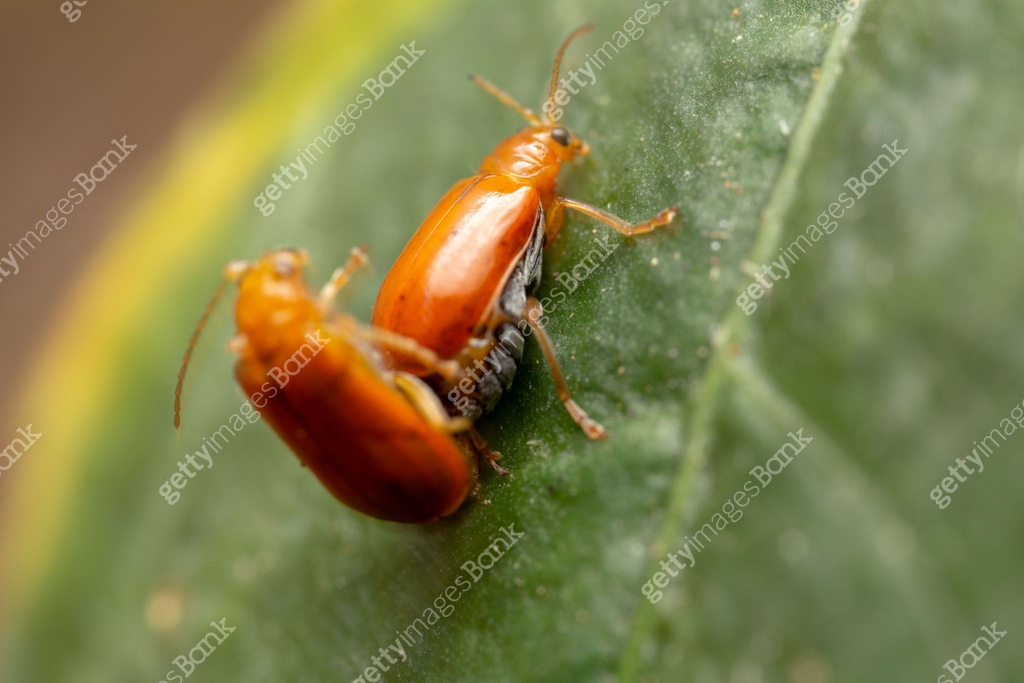 Beautiful natural macro shots of common insects and animals. 이미지 ...