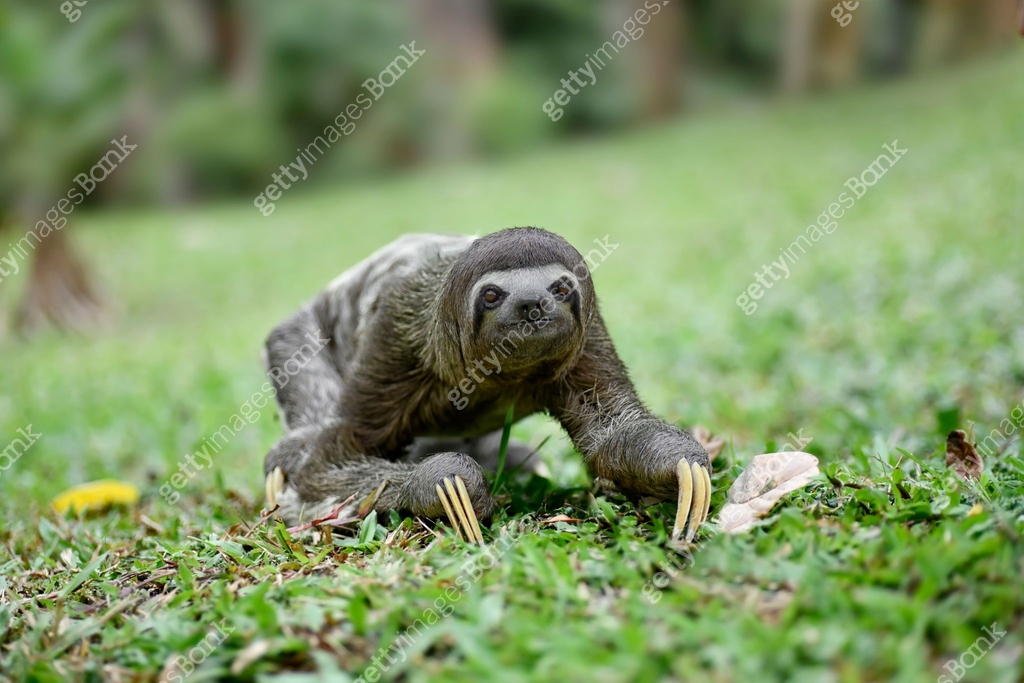 Three toed sloth walking on the ground 이미지 (1476330121) - 게티이미지뱅크