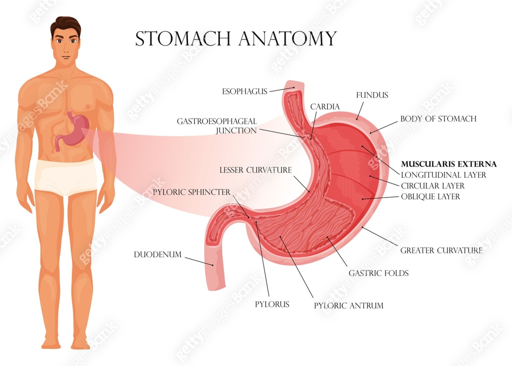Stomach Netter Stomach anatomy infographic with human body 이미지 (1473230245) 일러스트, 무료 ...