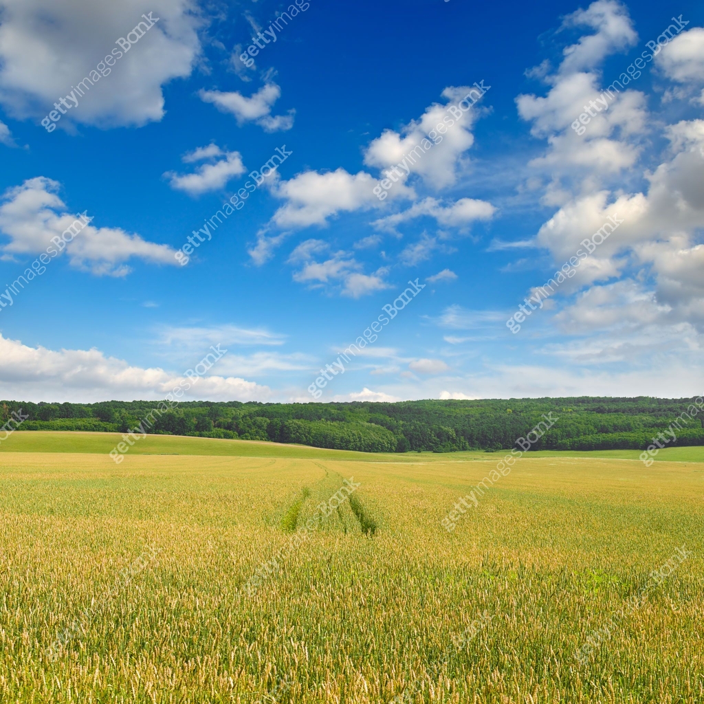 wheat field and blue sky. Beautiful spring agro landscape. 이미지 ...