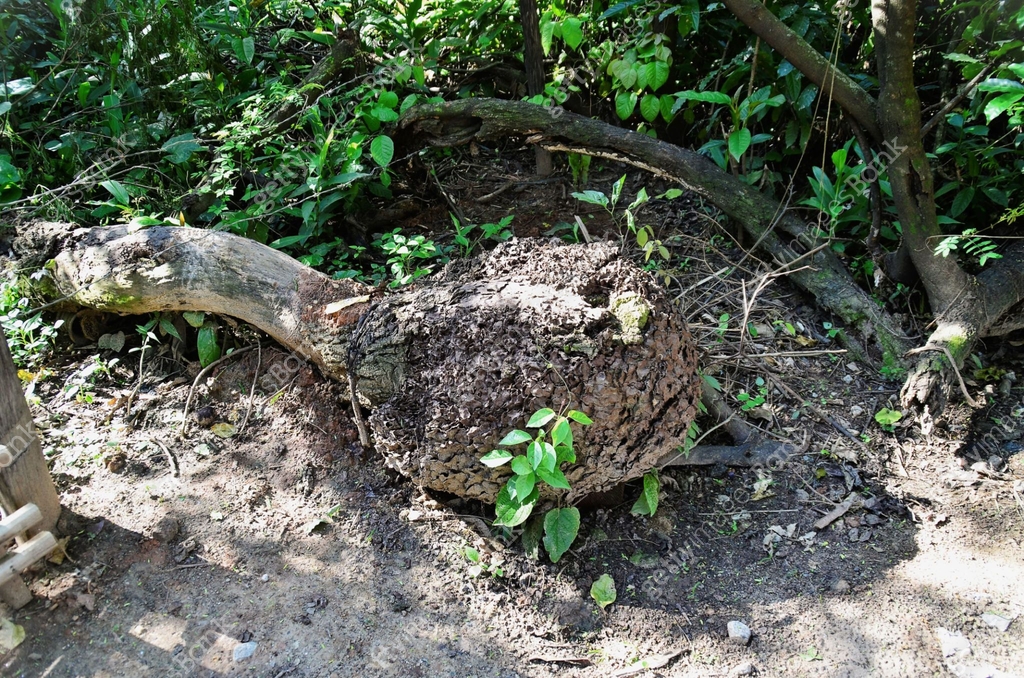 A termite nest in the fallen tree trunk 이미지 (1482253532) - 게티이미지뱅크