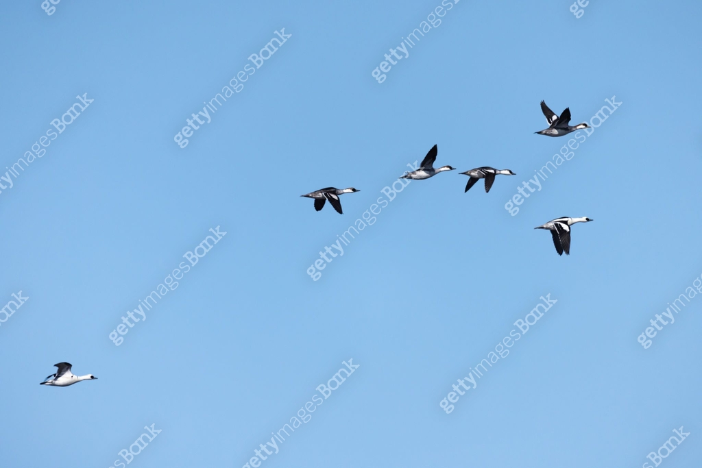 Smew In Flight A flock of smew ducks flies in the blue sky 이미지 (1484884447) - 게티이미지뱅크