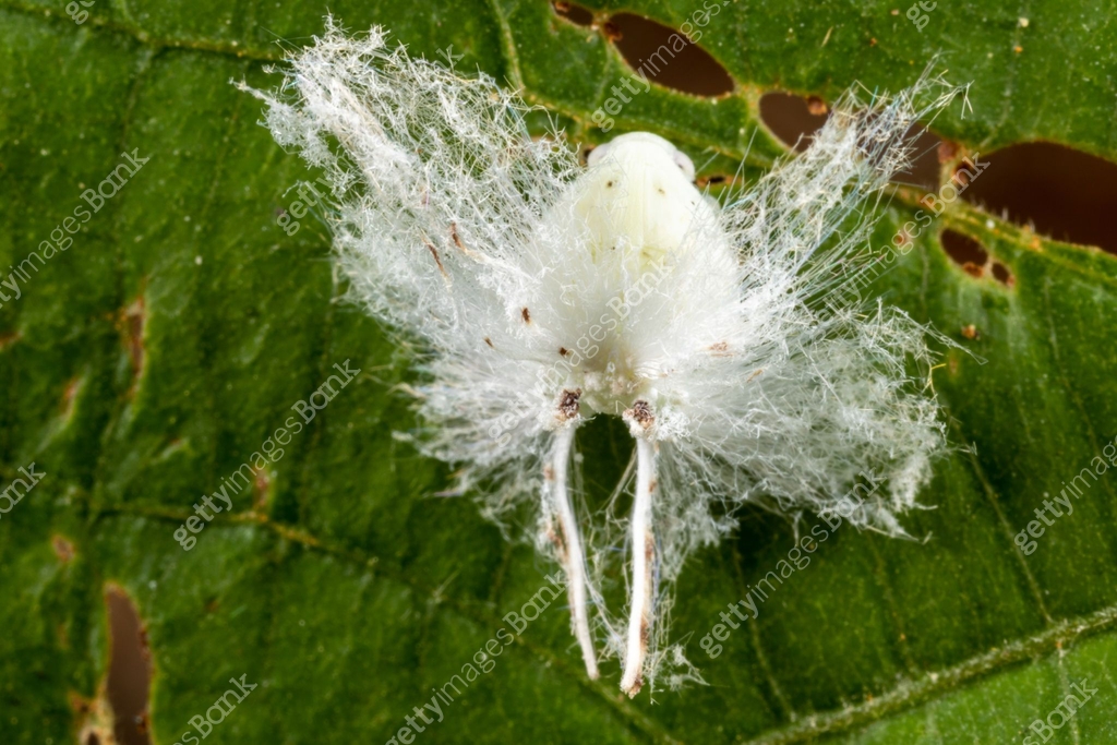 Super macro of Spider and insects in nature. 이미지 (1487638500) - 게티이미지뱅크