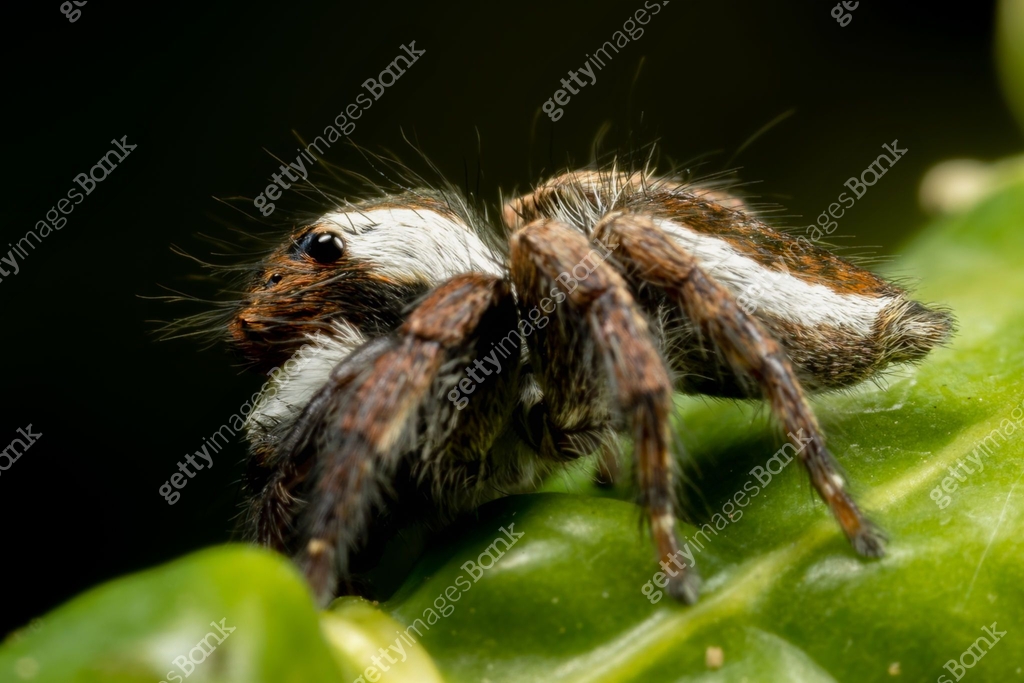 Super macro of Spider and insects in nature. 이미지 (1487638543) - 게티이미지뱅크