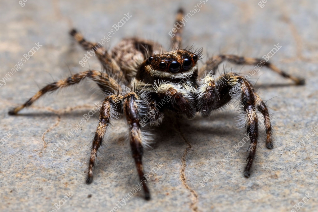 Super macro of Spider and insects in nature. 이미지 (1487638639) - 게티이미지뱅크