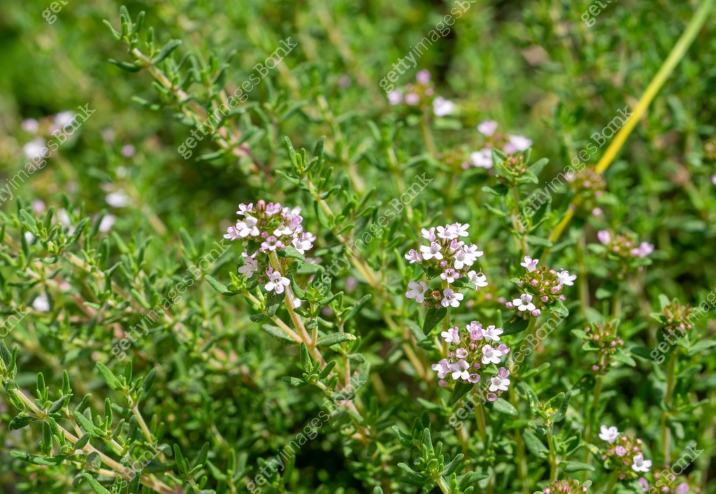 thyme in bloom in the garden in the spring 이미지 (1493454201) - 게티이미지뱅크