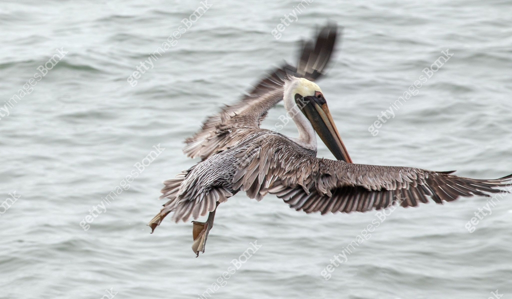 Pelican about to land on the central coast of Cambria California United ...