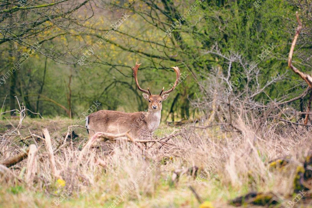 Spring Stag Red deer stag with antlers in spring, forest of Amsterdamse ...