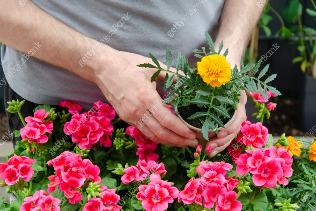 Geranium and Tagetes seedlings. The Taget sapling in the hands of the ...