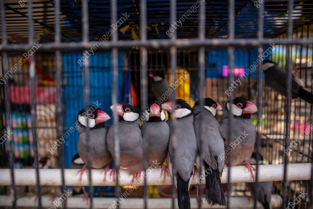 Java sparrow. Birds in cages for sale at the splendid animal market in ...