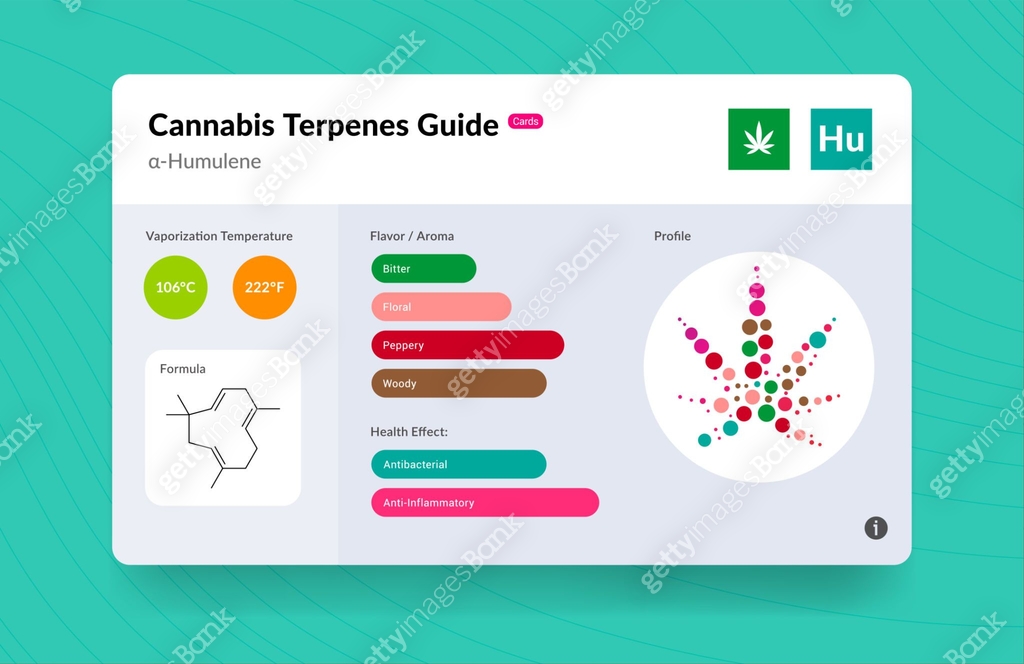 UI Cannabis Terpene Guide Information Chart. Aroma and Flavor with