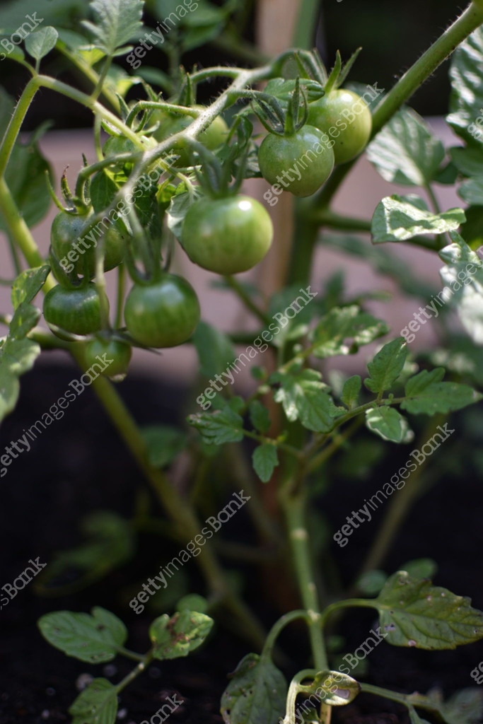 Tomato plant almost ripe 이미지 (1517607934) - 게티이미지뱅크