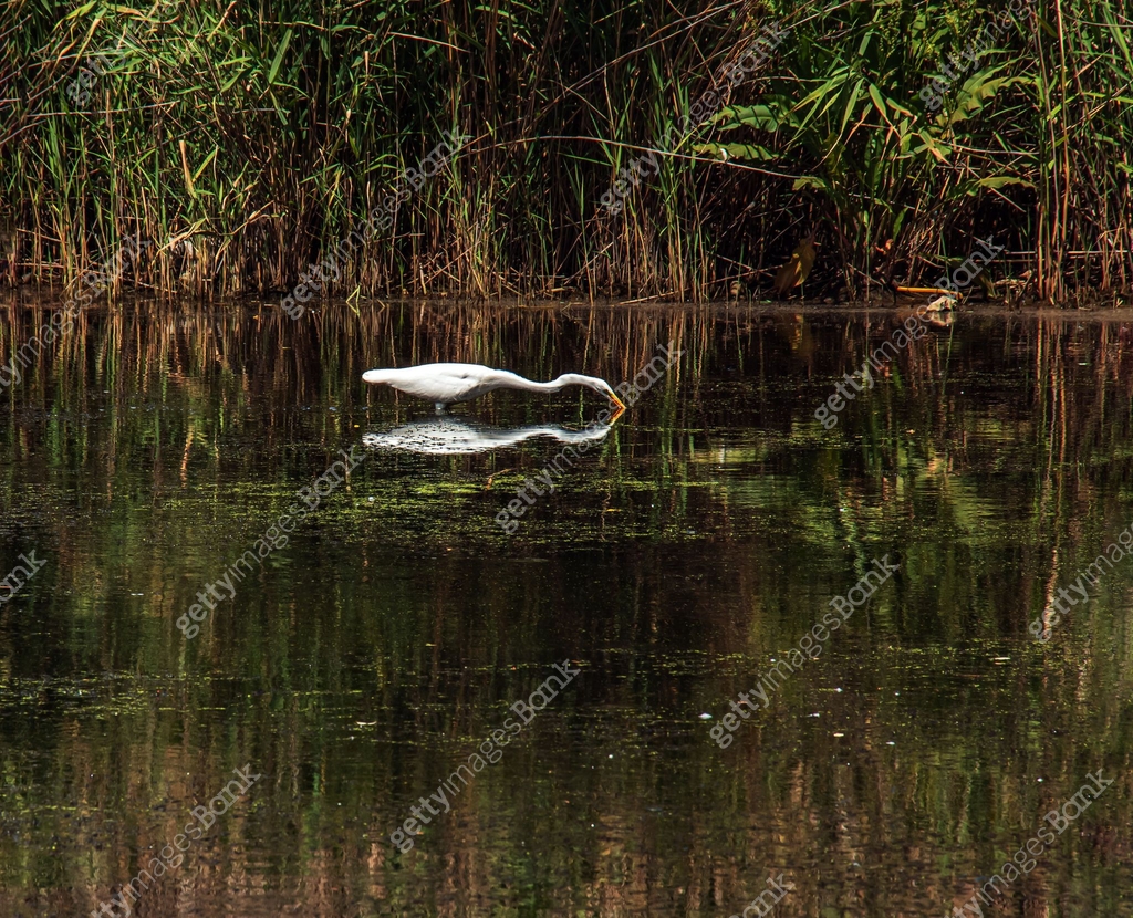 The European wild heron feeds in a river inlet with reeds. The bird ...