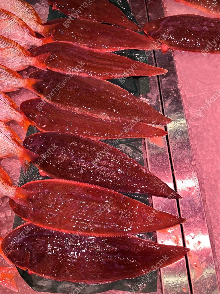 Pangasius bocourti 이미지 (1573826069) - 게티이미지뱅크 Pangasius bocourti 이미지 (1573826069) - 게티이미지뱅크