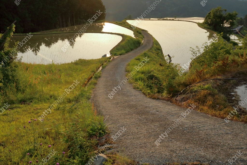 Terraced rice fields at dusk (Takasu, Tosa Town, Kochi Prefecture) 이미지 ...