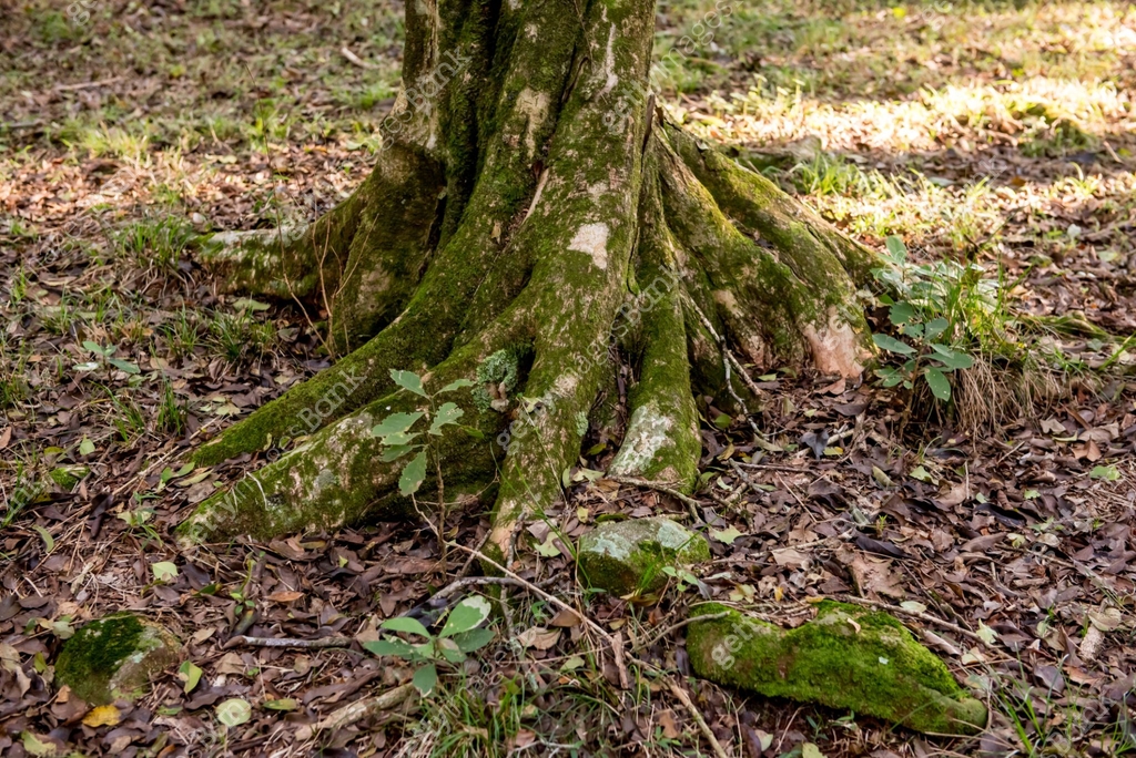Native Brazilian tree roots in the forest 이미지 (1514569981) - 게티이미지뱅크