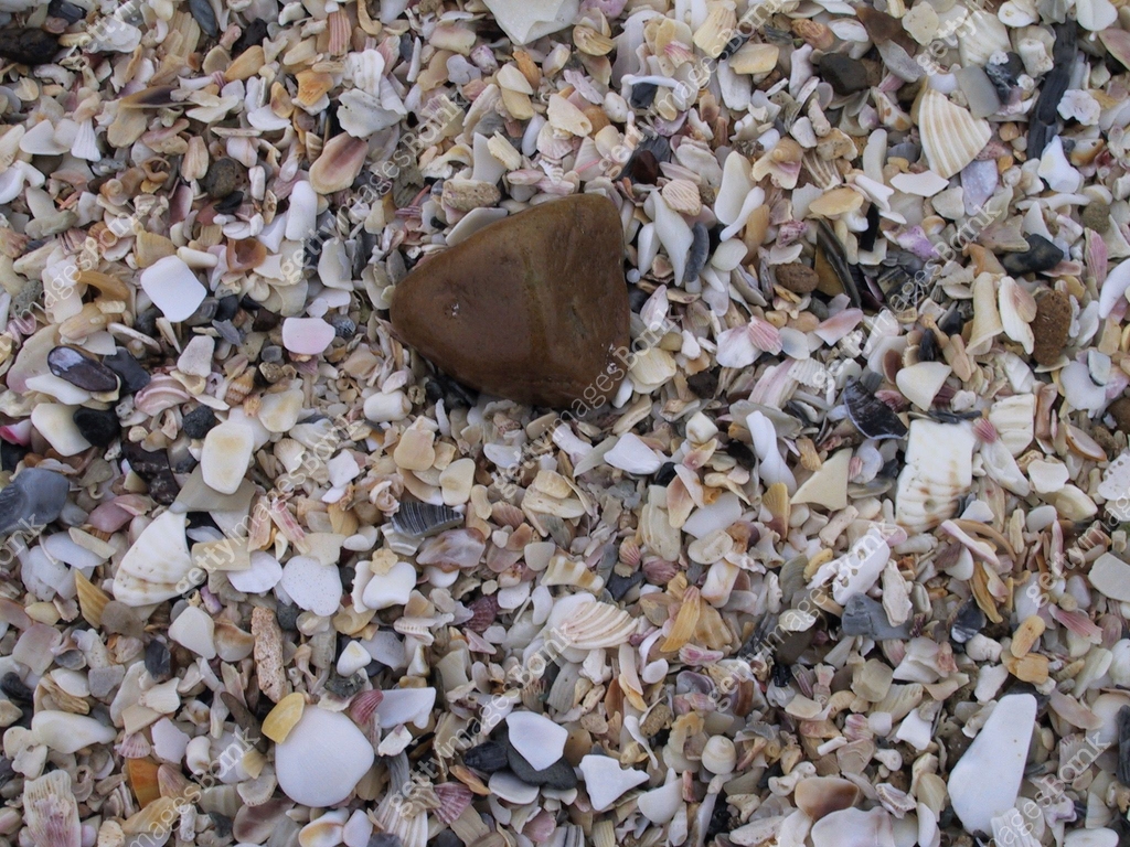 Broken sea shells 이미지 (1583103441) - 게티이미지뱅크