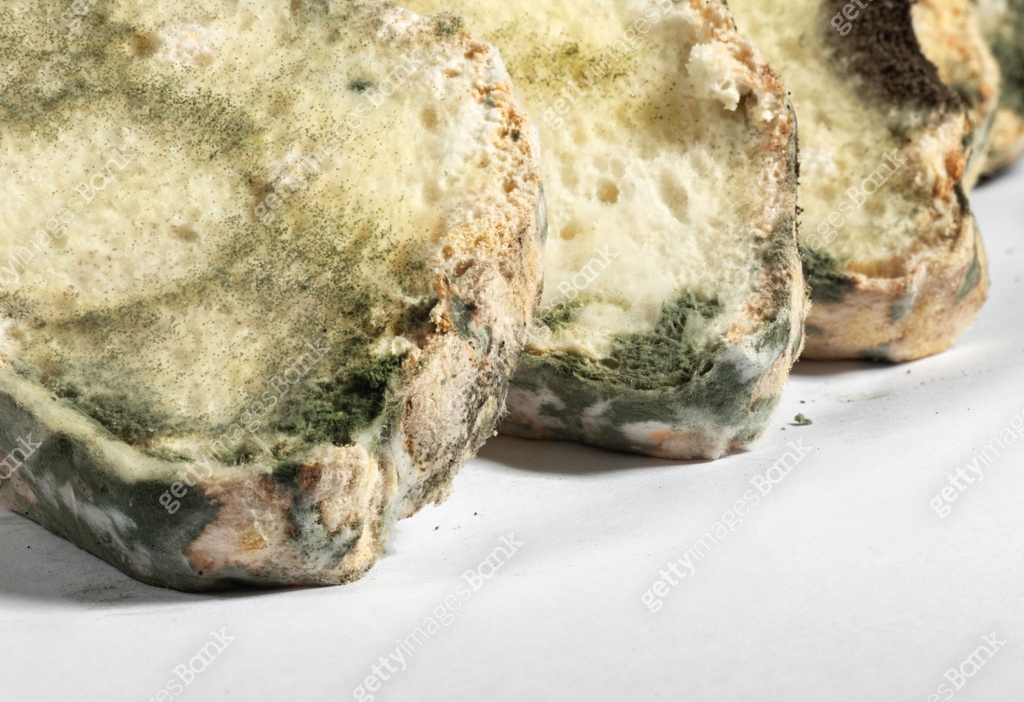 Molded Rye The old mold on the rye bread. Spoiled food 이미지 (1634312376) - 게티이미지뱅크