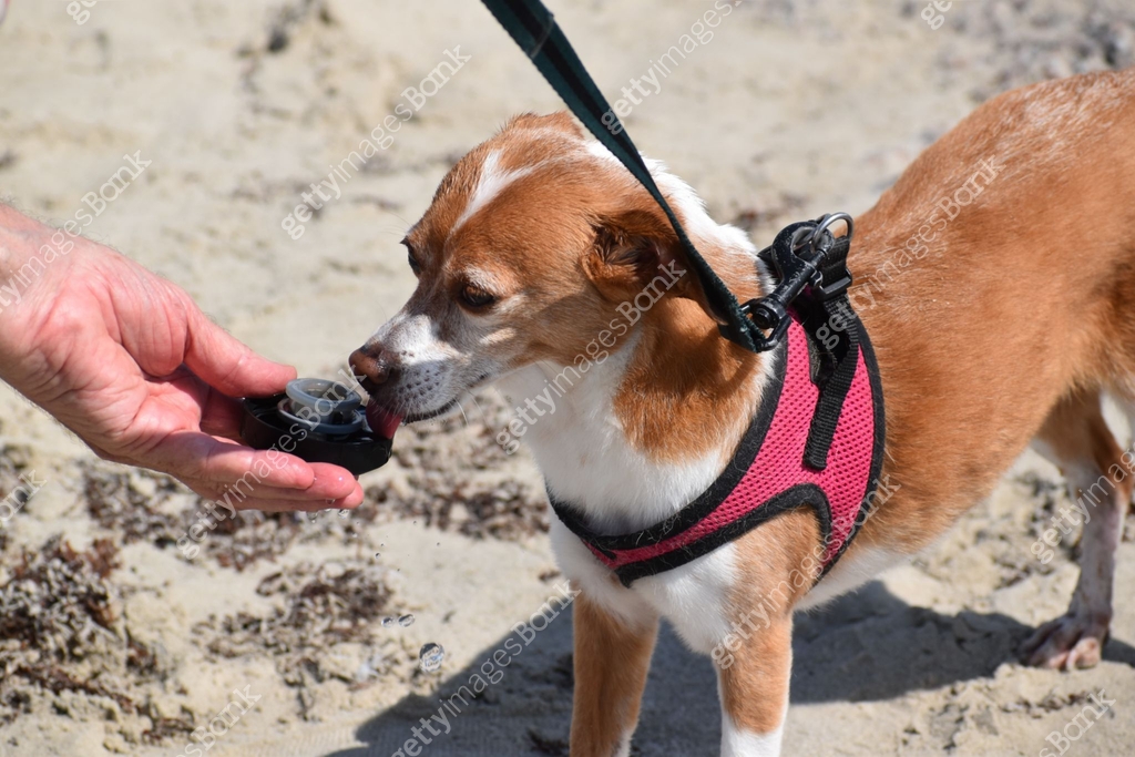Recognizing A Dog S Lack Of Interest In Surroundings And Favorite Activities photo