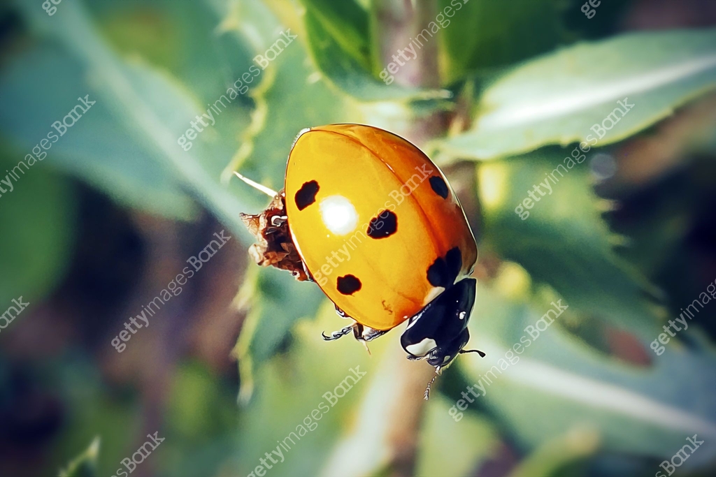 Seven Insect Coccinella septempunctata Seven-Spotted Ladybug Insect 이미지 (1622278683 ...