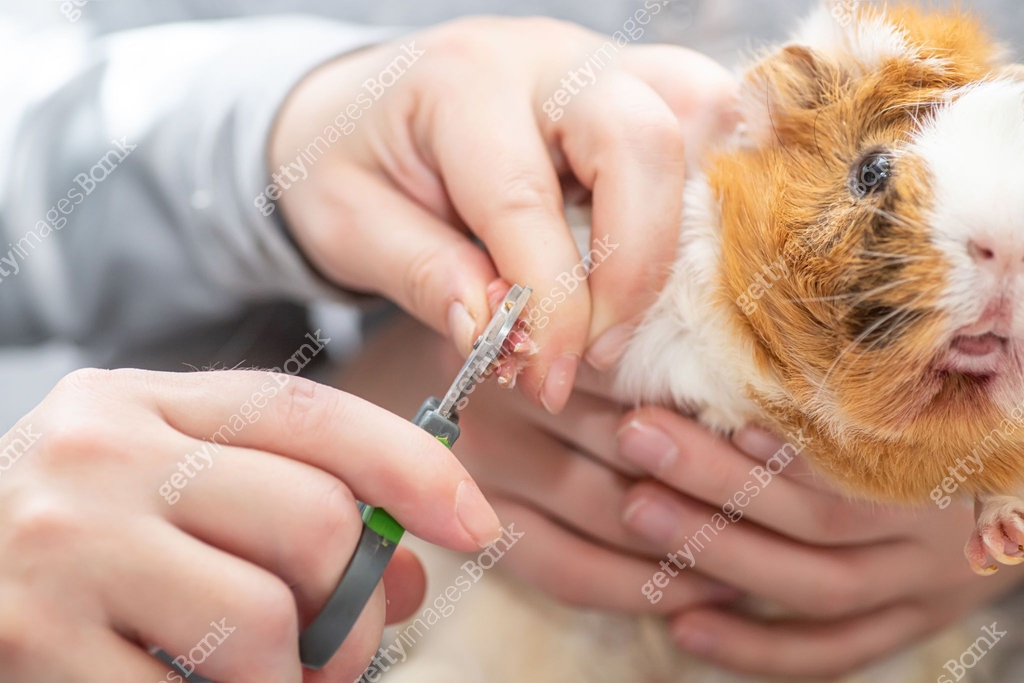 pruning claws of guinea pig at home. Step 5. Haircut claws of guinea