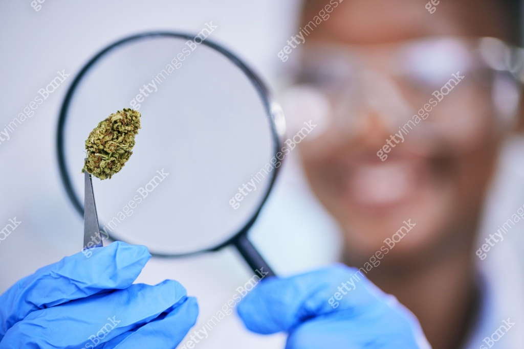Scientist, analysis of marijuana bud and magnifying glass, science ...