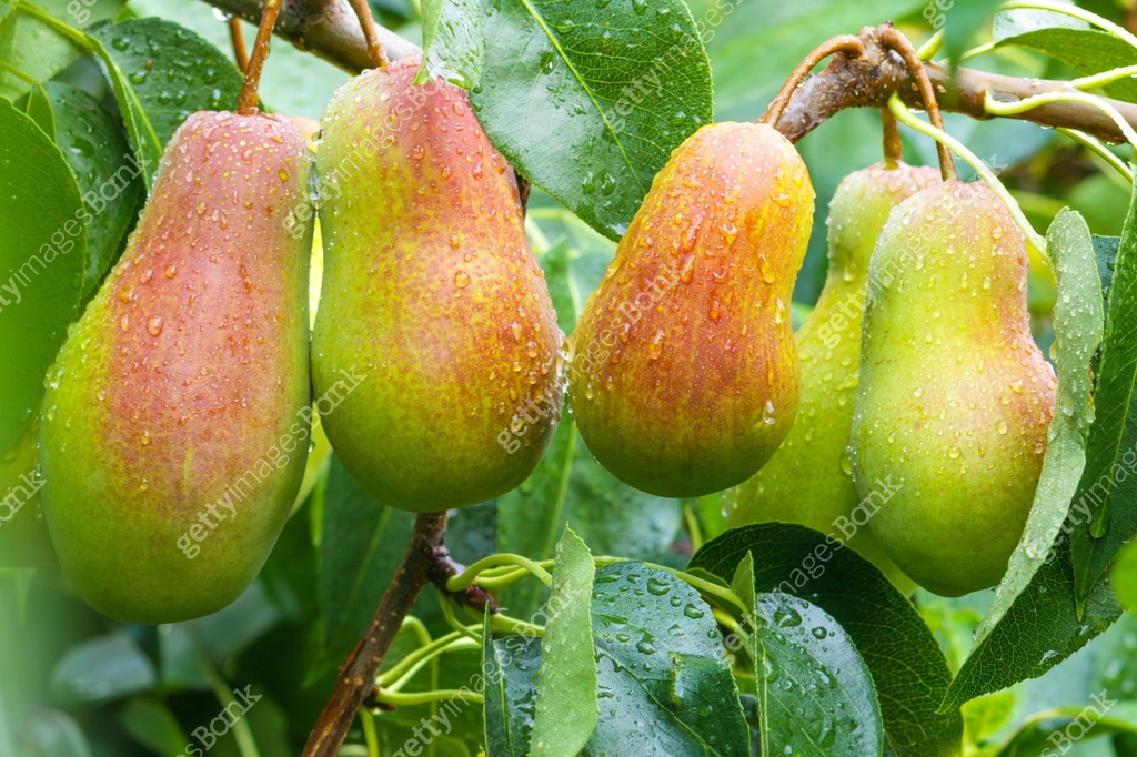 Pear orchard. Ripe pears in the garden ready for harvest. 이미지 ...
