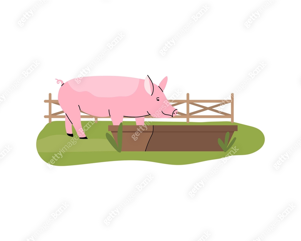 Pink pigs feeding. Pig eating from trough. Hand drawn funny ...