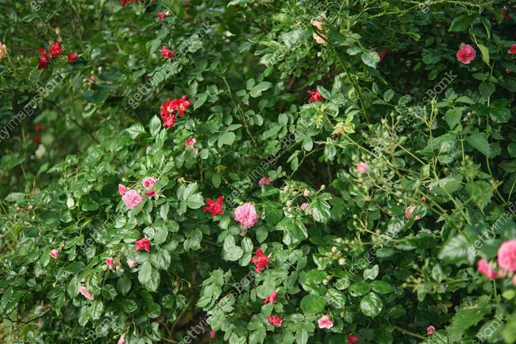 Dense thickets of flowering rose bushes in the garden. Pink and red ...