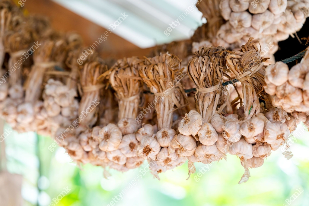 White garlic hung on a rope to be used in cooking. 이미지 (1682072850 ...