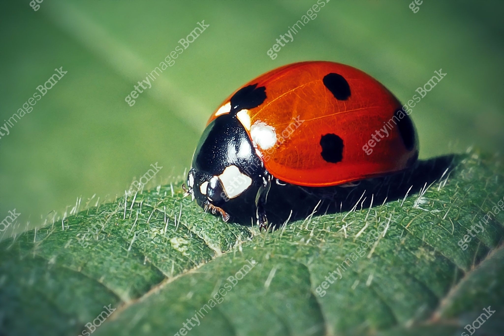Seven Insect Coccinella septempunctata Seven-Spotted Ladybug Insect 이미지 (1700074532 ...
