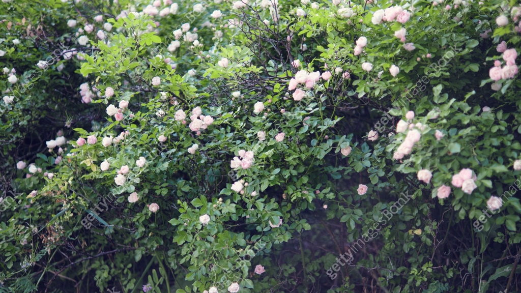 Dense thickets of rose bushes in the garden. Blooming light pink roses ...