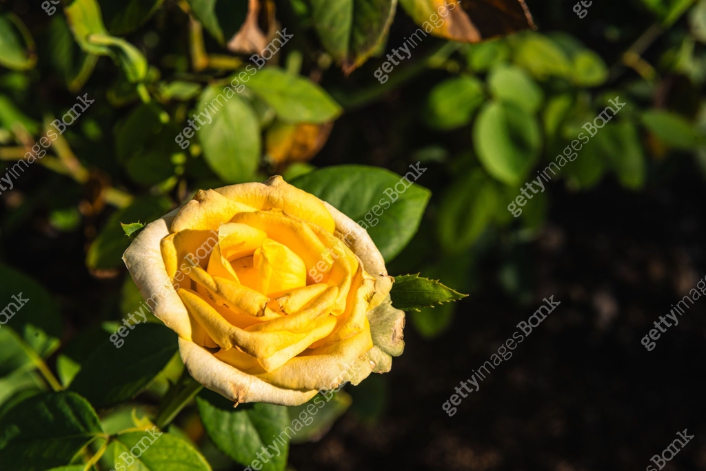 Winter Park Roses Yellow Rose in Winter Park Florida Garden 이미지 (1754106574) - 게티이미지뱅크