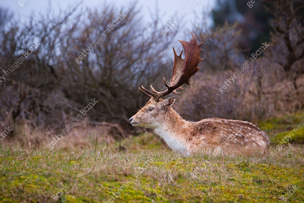Spring Stag Red deer stag with antlers in spring, forest wildlife in the woodland ...