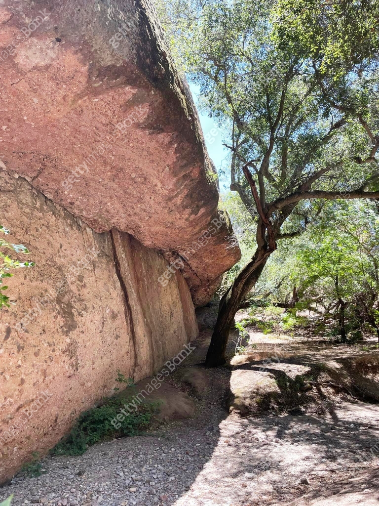 Tree growing between rocks in Valley of Fire State Park. Overcome ...