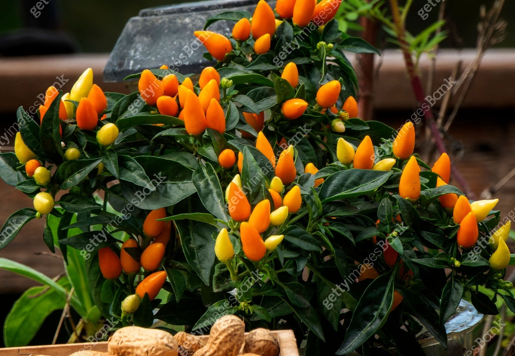 Ornamental Peppers in the Autumn garden 이미지 (1726558121) - 게티이미지뱅크