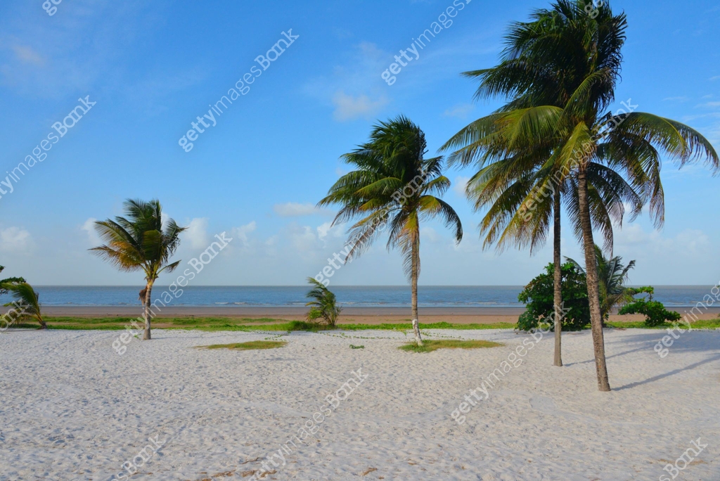 Shell Beach - palm trees and Atlantic Ocean horizon, Georgetown, Guyana ...