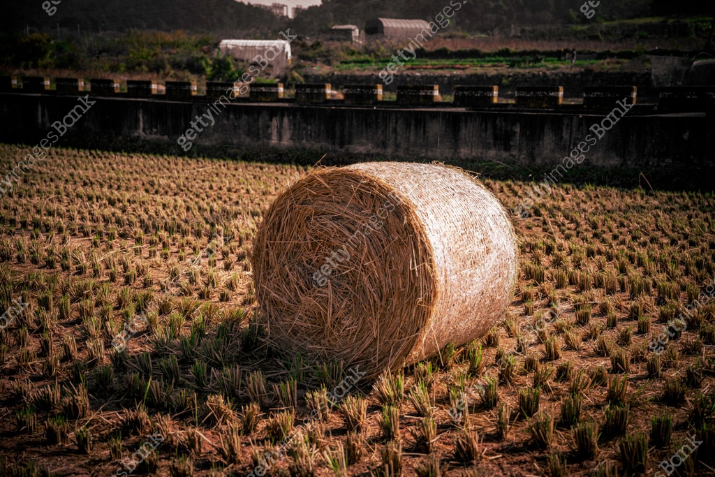 Rice straw bundles in the farm field after harvesting in a rural ...