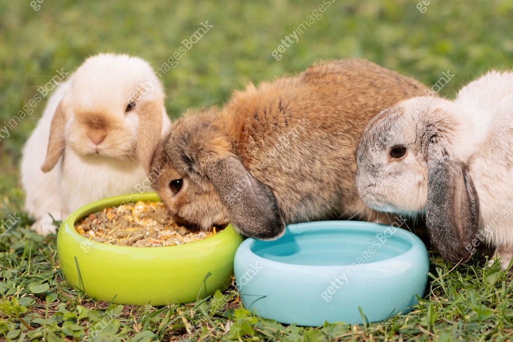 Three hungry rabbits sitting next to bowl of dried food in outdoors ...