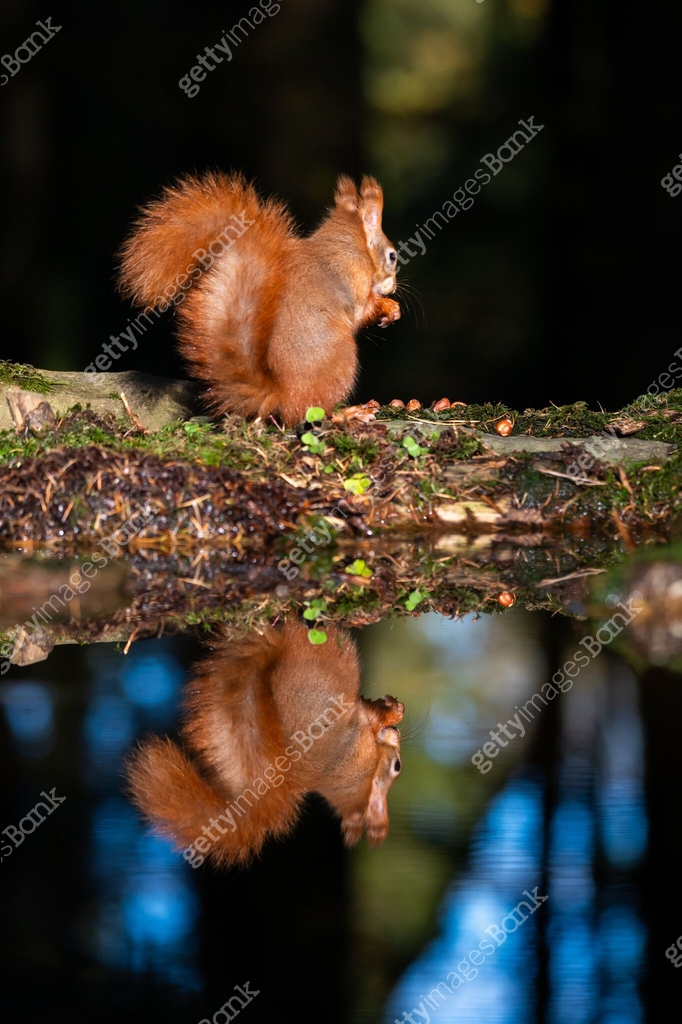 Red Squirrel Rear View Rear view of a red squirrel eating a nut 이미지 (1777832721) - 게티이미지뱅크